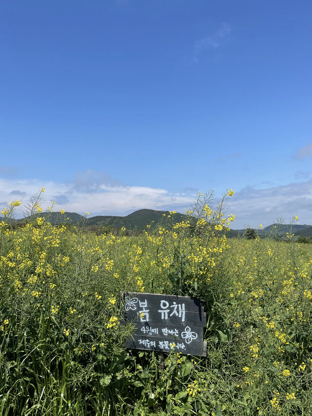 제주 서귀포시 가볼만한 곳, 보롬왓