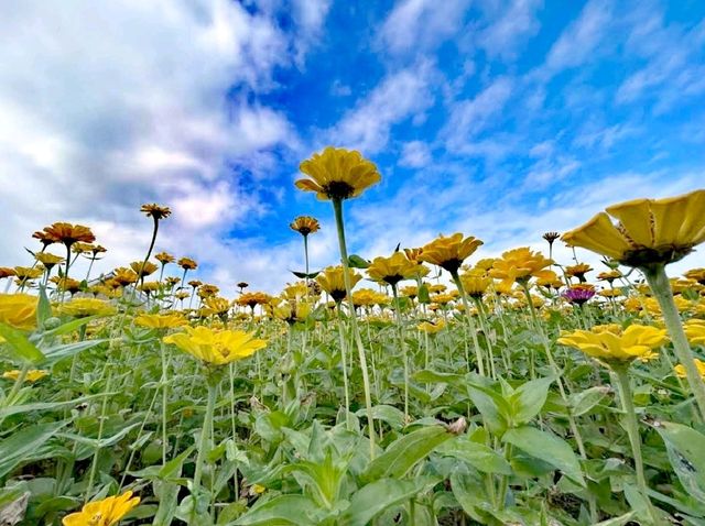 花博大佳河濱公園向日葵花海