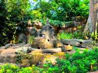 Mesmerizing Singapore Zoo! 