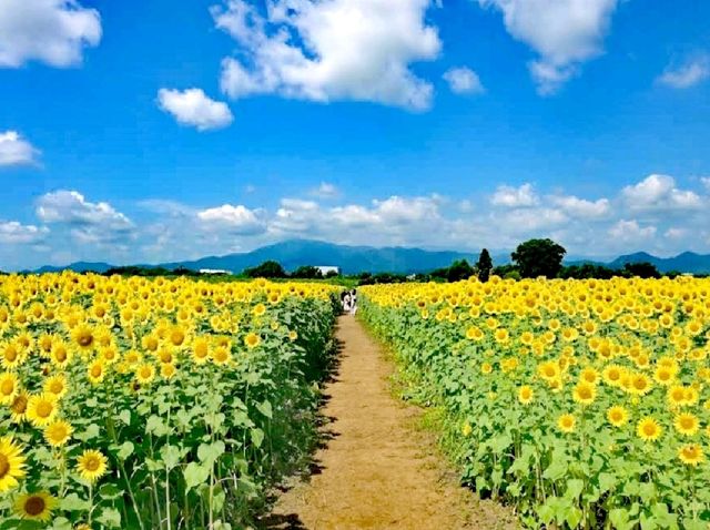 座間向日葵田