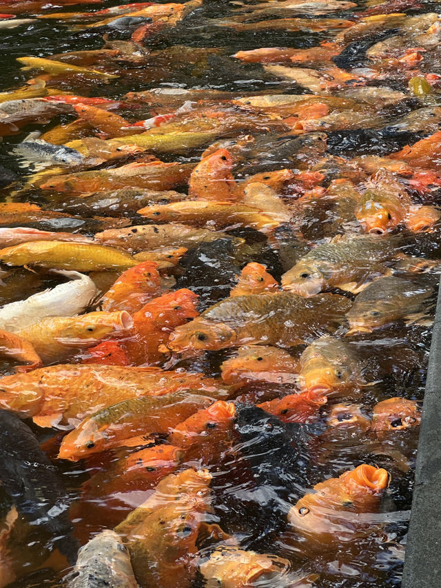 🇮🇩Finding Peace at Bali’s Holy Spring Temple🪷