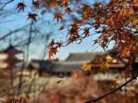 四季巡禮清水寺：京都名剎之美與儀式之心