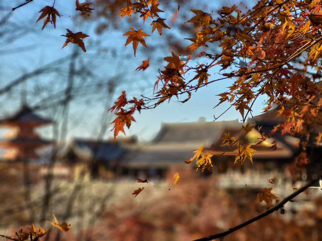 四季巡禮清水寺：京都名剎之美與儀式之心