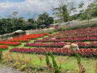 Songkhla Flower Farm
