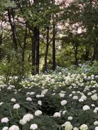 【群馬】紫陽花とホタルが鑑賞できる公園