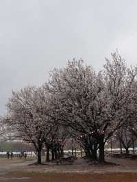 Seoul in April