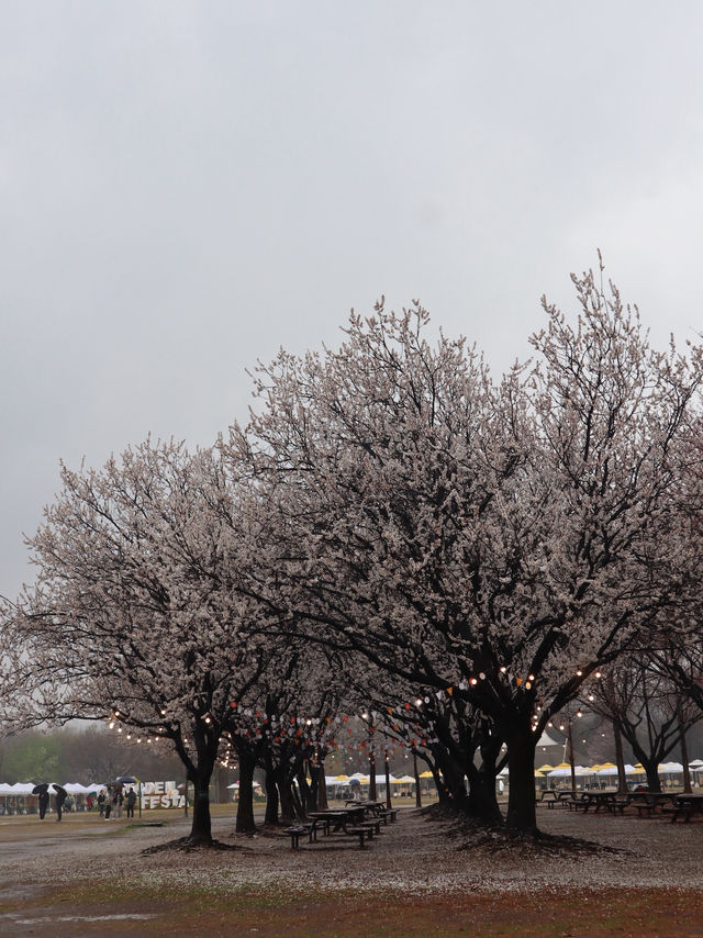 Seoul in April