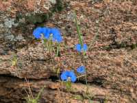 Enchanted Rock State Natural Area