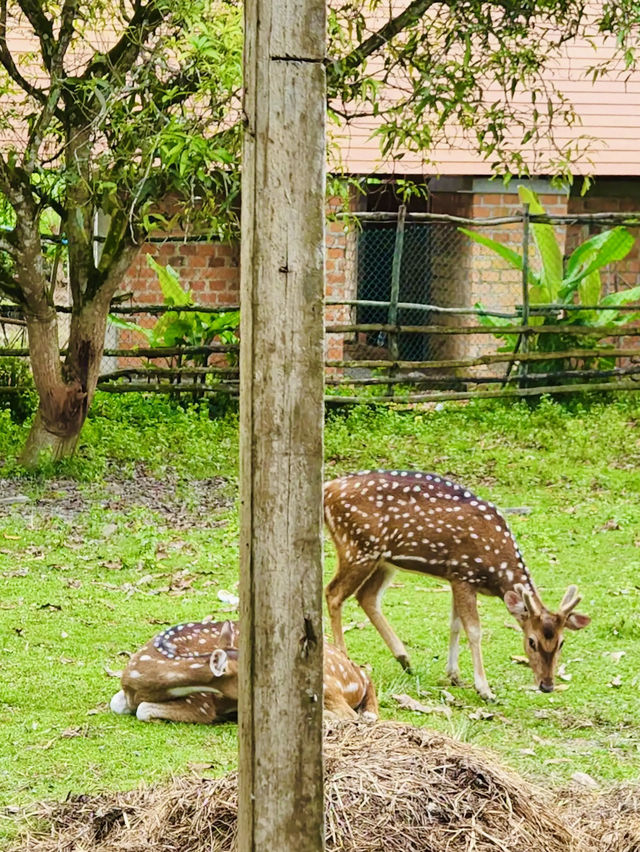 Durian, Deer, and Daylight, Only at Citra Kebun Wisata