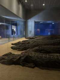 Kom Ombo Crocodile Museum: Sobek’s Retirement Home
