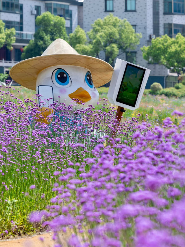 A Hidden Flower Field Gem in Hangzhou You’ve (Probably) Never Heard Of!‼️