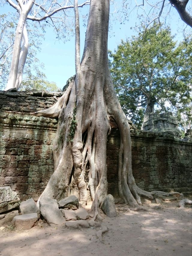 【カンボジア🇰🇭】木の根に包まれたタ・プローム遺跡