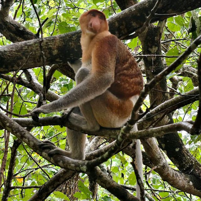 Bako National Park, Sarawak Bako National Park, Sarawak