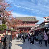 🏯 วัดเซ็นโซจิในฤดูใบไม้ร่วง 