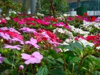 สวนดอกไม้เมืองหนาว นิทรรศน์พรรณพฤกษา จ.ระยอง
