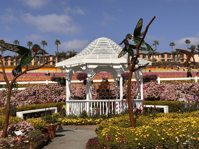 🌸 봄을 수놓는 카르즈배드 플라워 필즈 (Carlsbad Flower Fields)