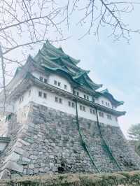 【名古屋景點】 維修中的名古屋城🏯