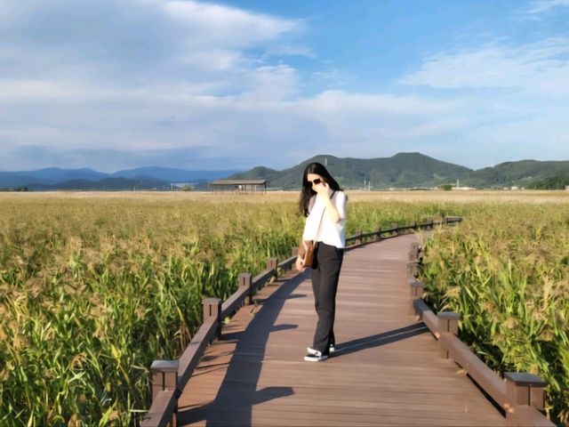가을하면 갈대, 그렇다면 갈대 보러 순천여행 가보자고!