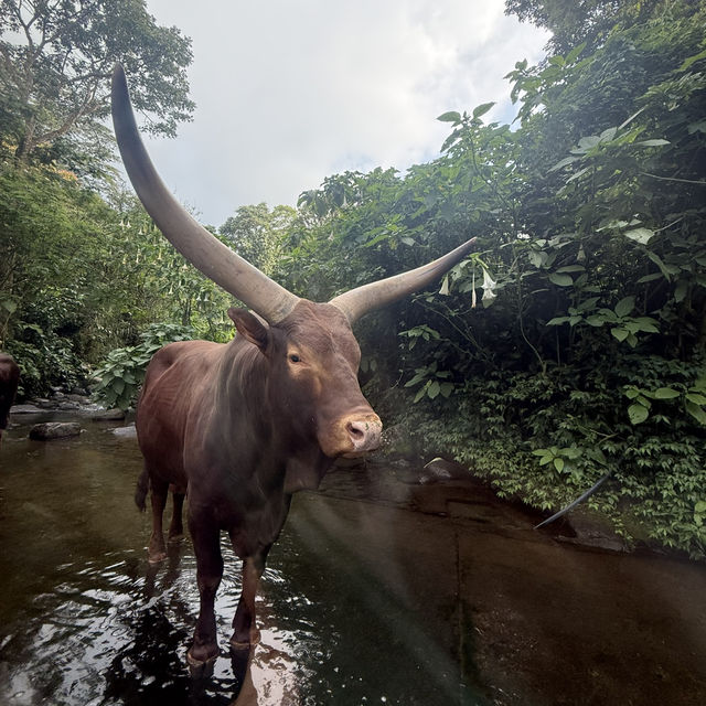 🦒🚙 Drive-Thru Safari Experience You’ll Never Forget - Safari Bogor 🇮🇩