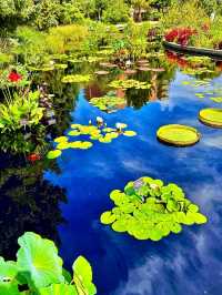 Botanic Bliss🌿 Denver Botanic Gardens – A Living Tapestry of Nature🌱
