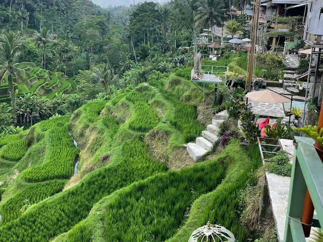 📍 뜨갈랄랑 계단식 논(Tegalalang Rice Terrace) 방문 후기