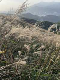 感受芒草包圍