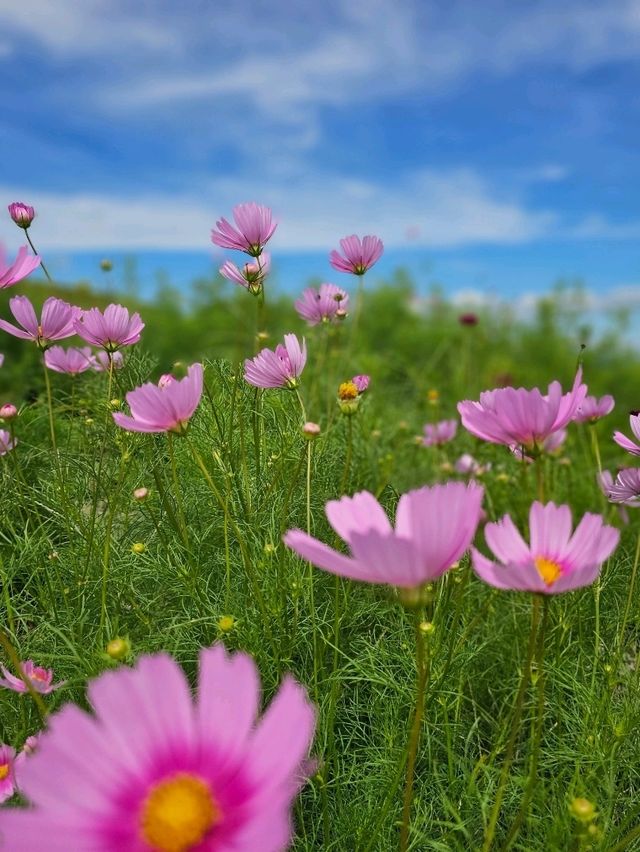 巨石が点在する古代の聖地と称される、阿蘇のパワースポット