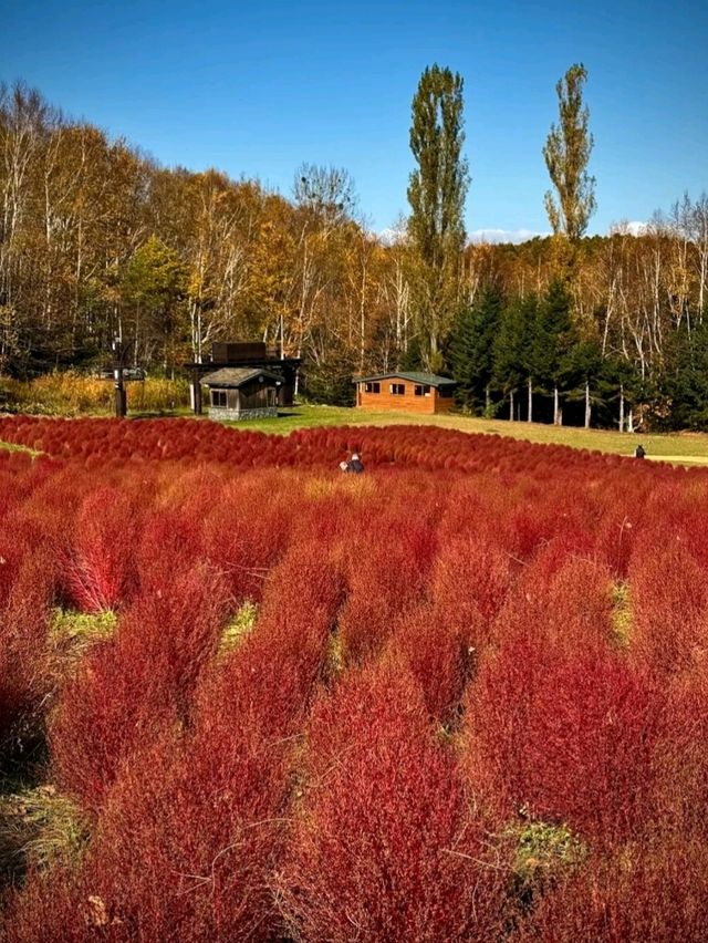 TAKINO SUZURAN HILLSIDE NATIONAL GOVERNMENT PARK.