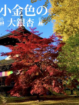 Spectacular views of splendid ginkgo trees and autumn leaves