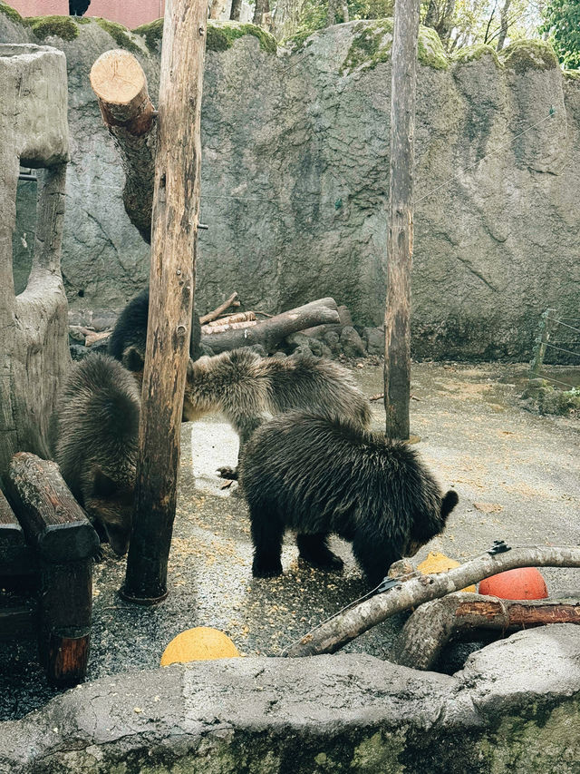 🐻✨【熊熊揮手Say Hi!】登別熊牧場親子放電大冒險!纜車上山睇靚景、餵熊熊互動超有趣、仲有鴨仔賽跑同小熊萌爆登場~一家大細一齊出發,開心又放電!  🐻✨【熊熊揮手Say Hi!】登別熊牧場親子放電大冒險!纜車上山睇靚景、餵熊熊互動超有趣、仲有鴨仔賽跑同小熊萌爆登場~一家大細一齊出發,開心又放電!