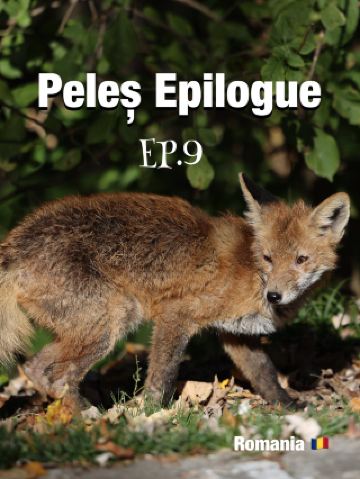 🦊 Peleș Epilogue: The Fox Who Wasn't in the Plan