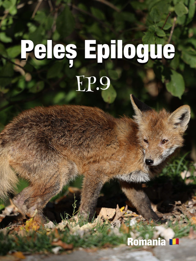 🦊 Peleș Epilogue : หมาจิ้งจอกที่ไม่ได้อยู่ในแผน 