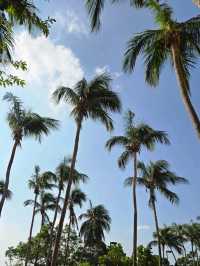 椰樹環繞渡假泳池打卡必去🌴