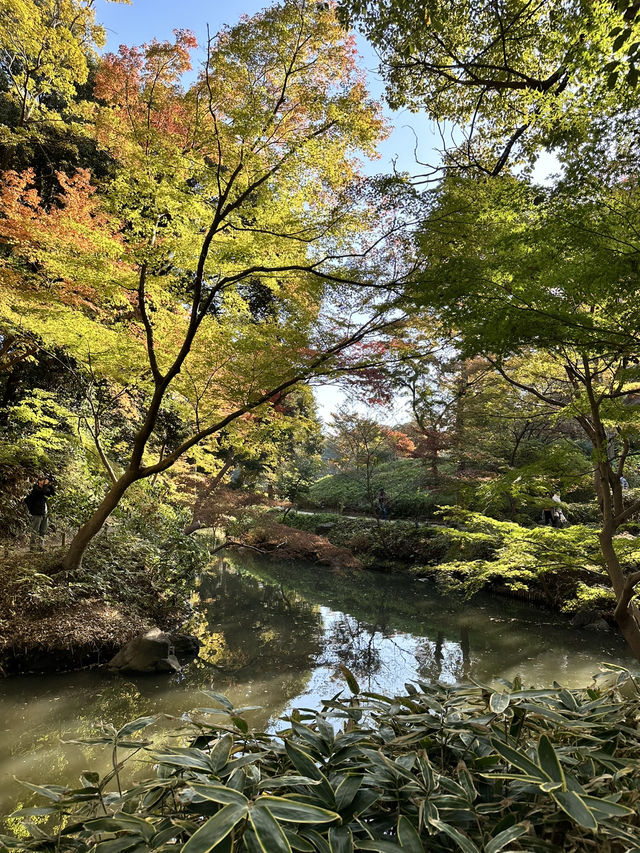 江戸期を代表する大名庭園 雪吊りと紅葉のリフレは絶景! 江戸期を代表する大名庭園 雪吊りと紅葉のリフレは絶景!