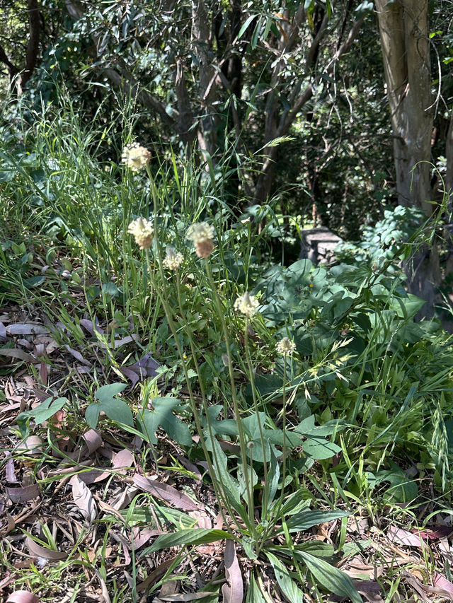 🌳 探訪「總理森林步道Prime Ministers’ Walk」：城市中的森林漫遊