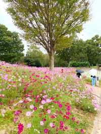 ┃香川県まんのう町┃秋限定の花畑コスモス