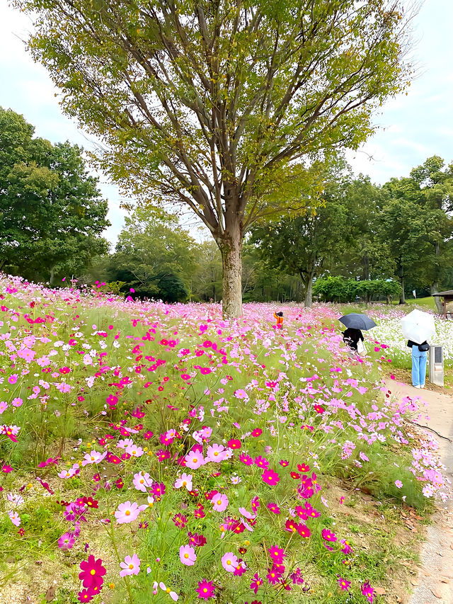 ┃香川県まんのう町┃秋限定の花畑コスモス