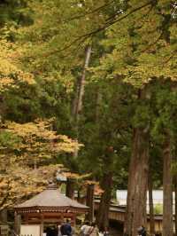 永平寺の紅葉。山門辺りはグラデーション豊かで絶景
