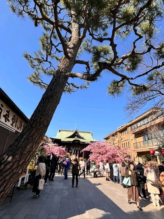 SAKURA JINGU.