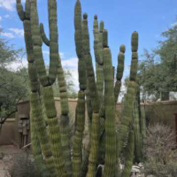 Tucson Botanical Gardens