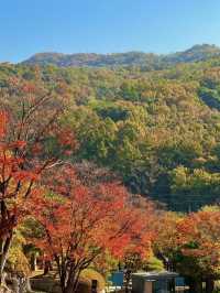 청주 단풍 명소 국립청주박물관✨