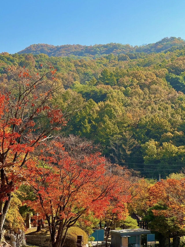 청주 단풍 명소 국립청주박물관✨