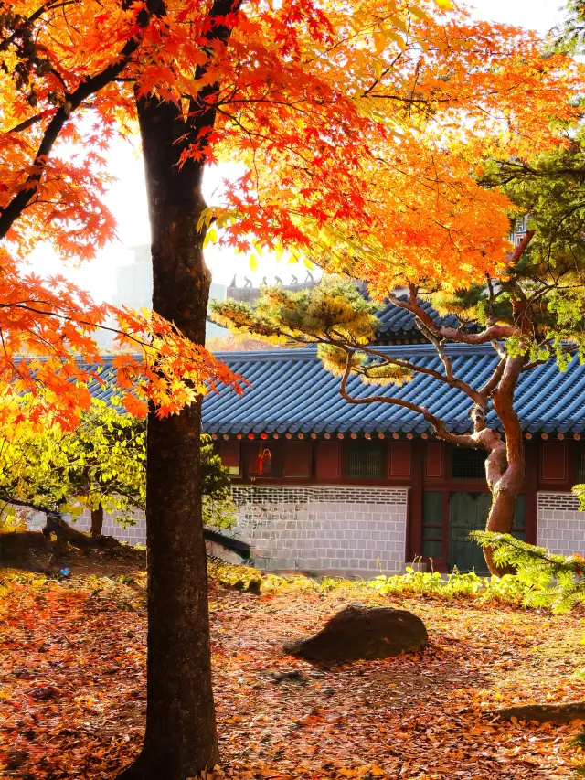 Deoksugung in Autumn, A Garden of Time Adorned with Fallen Leaves