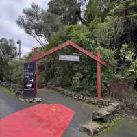 Waitomo Glowworm Caves