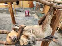 Spend a Wild Day at Yilan’s Lanyang Animal and Plant Kingdom 🦙✨