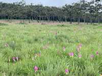 📍 แพลนเที่ยวชัยภูมิ 1 วัน (แบบเน้นคุ้ม)