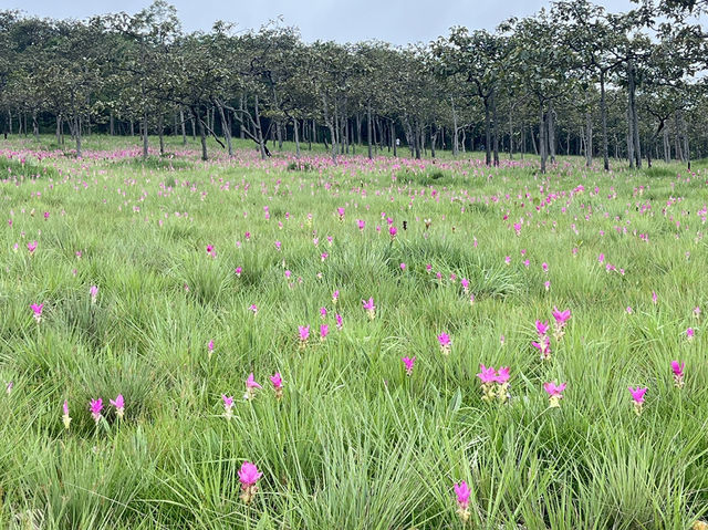 📍 แพลนเที่ยวชัยภูมิ 1 วัน (แบบเน้นคุ้ม)