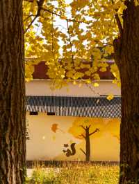 ๊ฒฝ์ฃผ ๋๋ฆฌ๋ง์ ์ํ๋๋ฌด ์ฒ