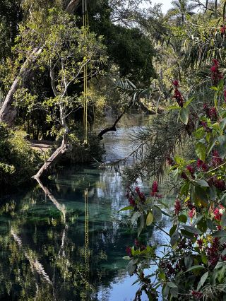 🌿 Las Estacas, pristine nature where Tarzan might frolic 🌊🐒
