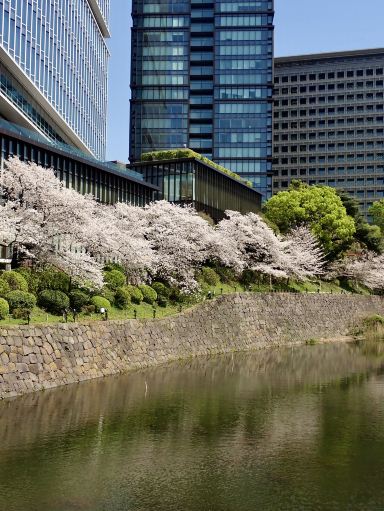 淡いピンク色の花が咲き誇る、キオイチョウのガーデンテラス | Trip